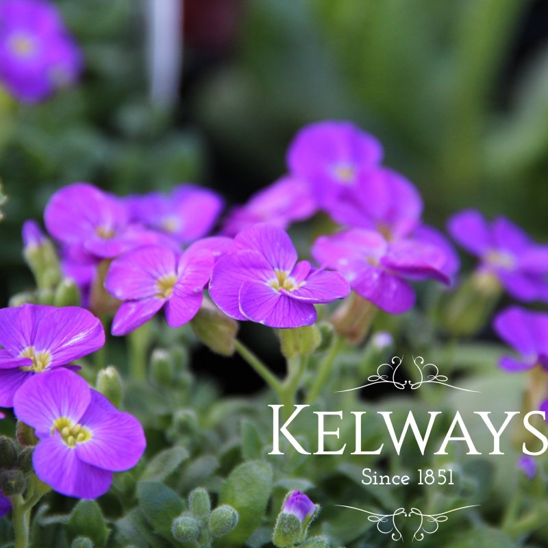 Aubrieta gracilis 'Kitte Blue' (9cm pot)