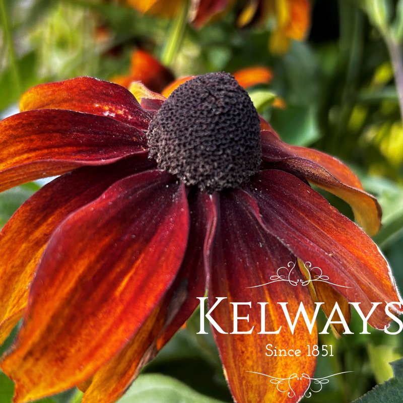 Rudbeckia hirta AUTUMN COLORS ('Autumn Colours') (mixed)
