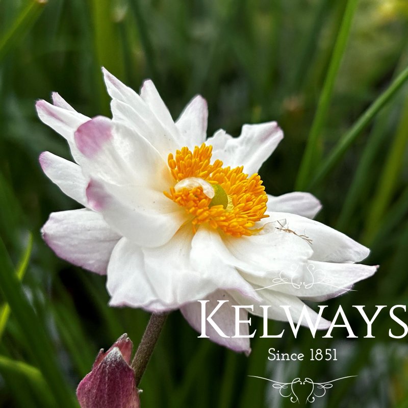 Anemone hupehensis SNOW ANGEL ('Ifansa' PBR) (Fantasy Series)