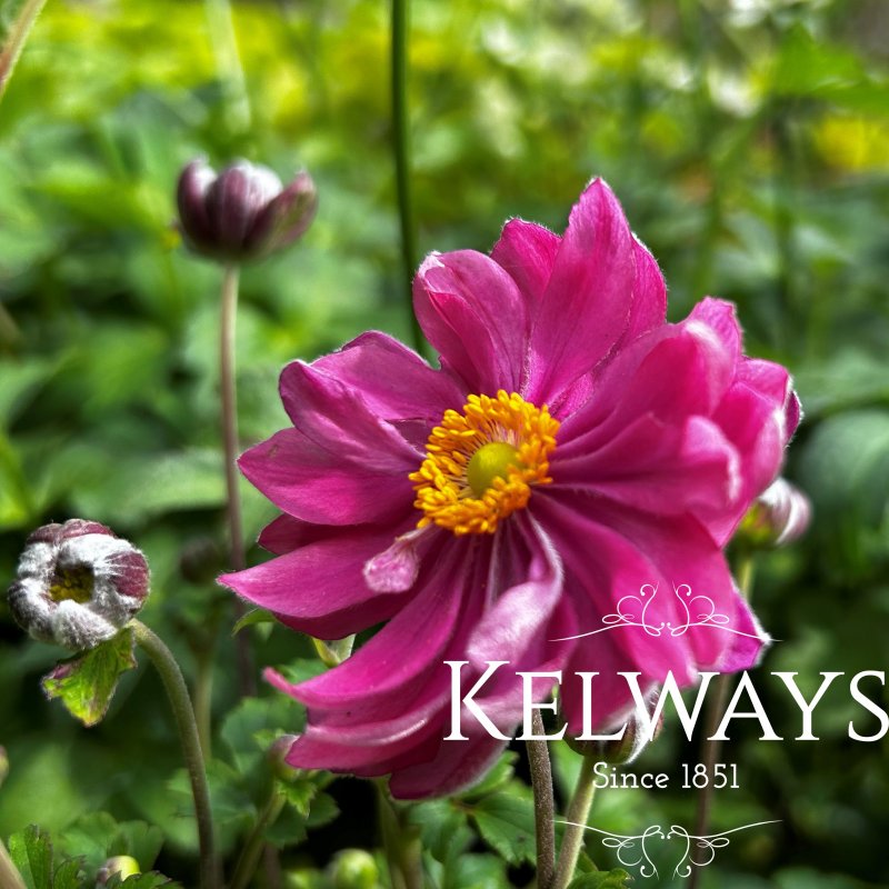 Anemone hupehensis BELLE ('Ifanfb' PBR) (Fantasy Series)