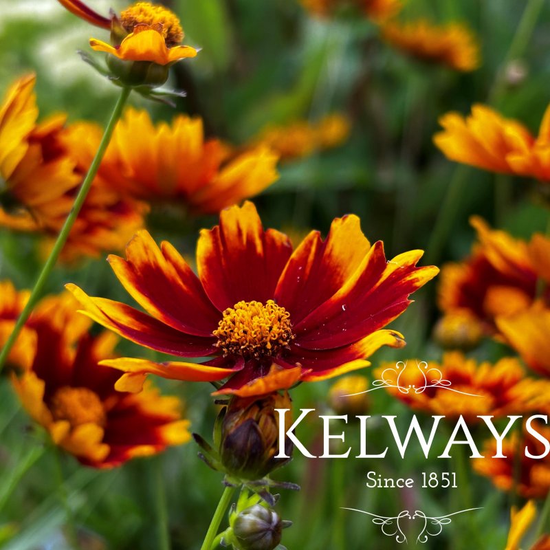 Coreopsis 'Daybreak' (Li'l Bang Series)
