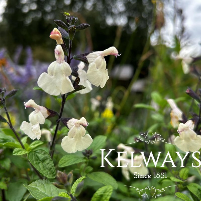 Salvia 'Cool Cream'