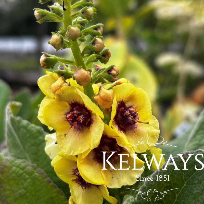 Verbascum 'Dark Eyes' PBR