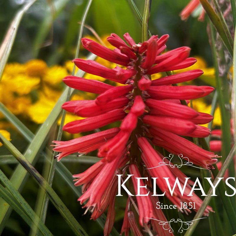 Kniphofia Poco Red ('Tnknipr' PBR) (Poco Series)