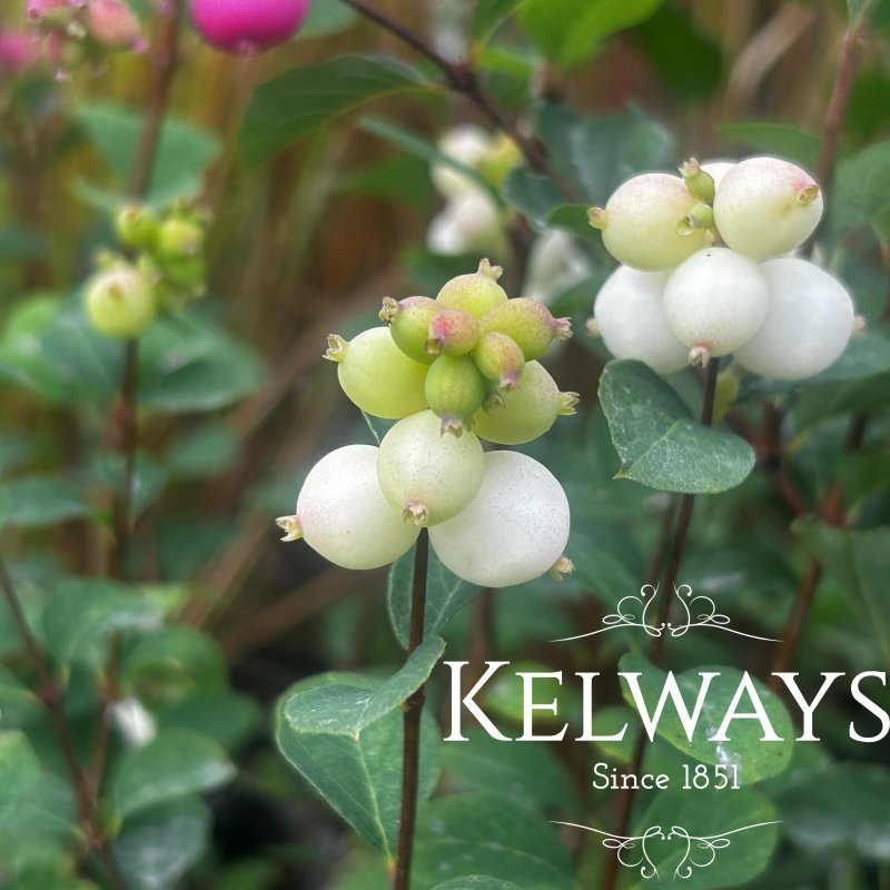 Symphoricarpos 'Magical Galaxy' (Magical Series)