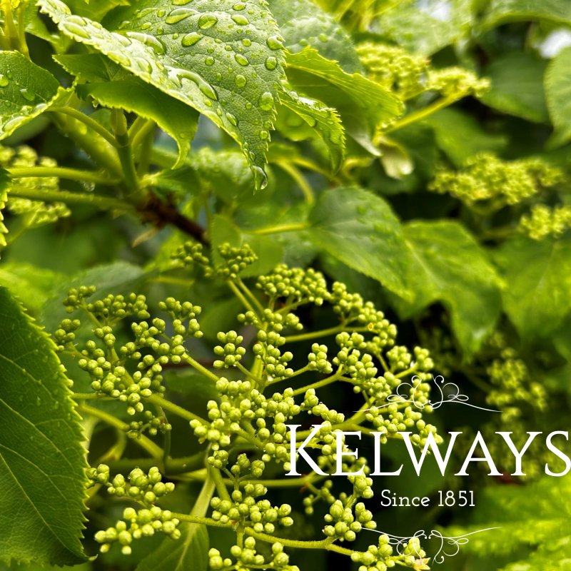 Hydrangea petiolaris