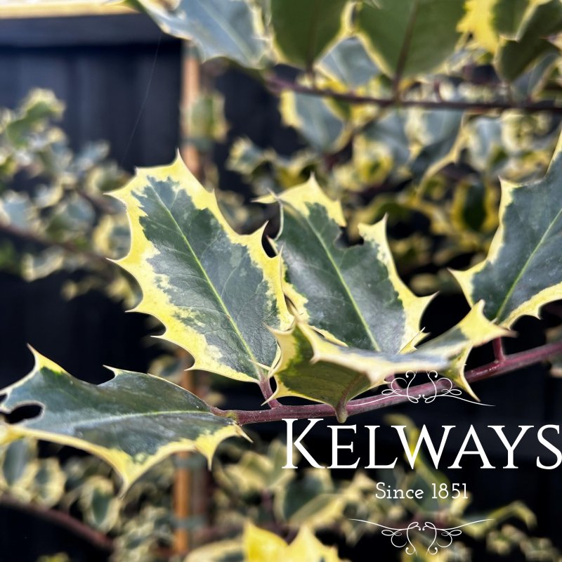 Ilex aquifolium 'Madame Briot' (f/v) (15 litre pot)