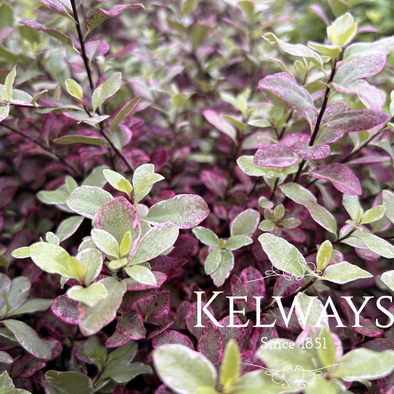 Pittosporum tenuifolium Bannow Bay ('Breebay')