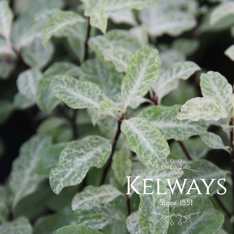 Pittosporum tenuifolium 'Irene Paterson' (m/v)