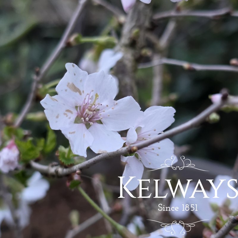 Prunus incisa 'Kojo-no-mai' (5 litre pot)
