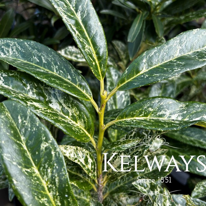 Prunus laurocerasus 'Castlewellan'