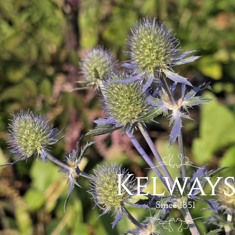 Eryngium amethystinum