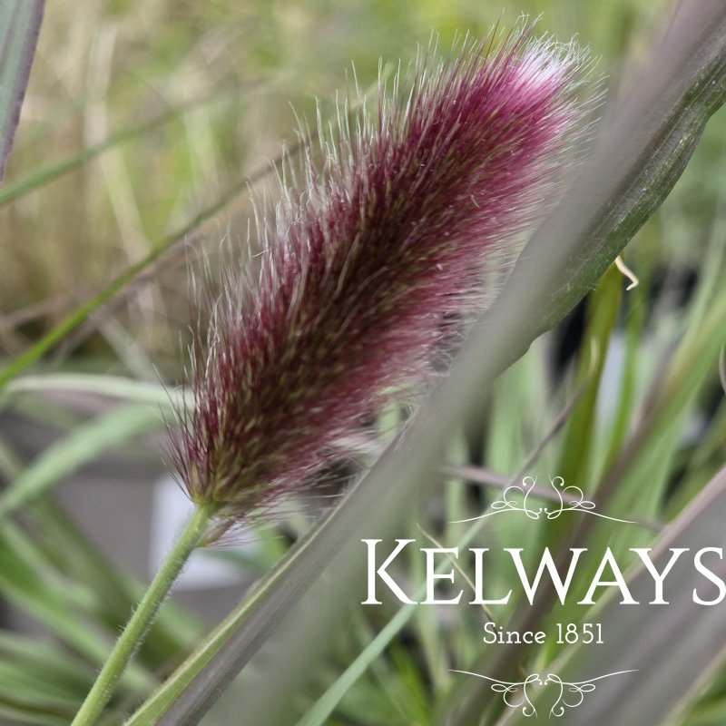 Pennisetum thunbergii 'Red Buttons'