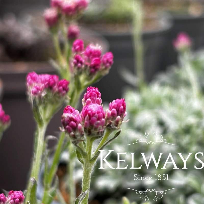 Antennaria dioica 'Alex Duguid'