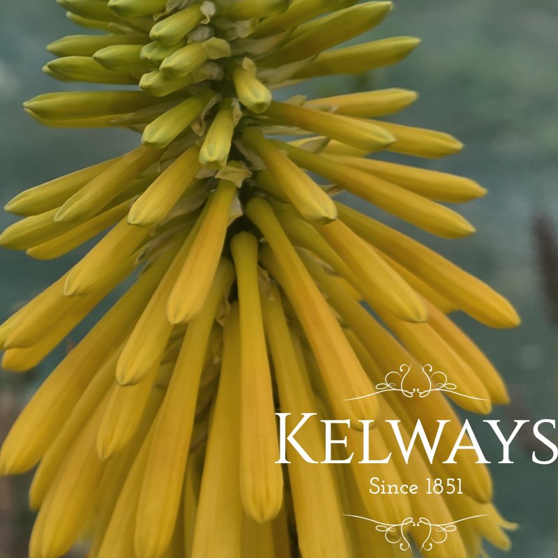 Kniphofia rooperi