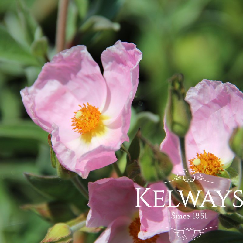 Cistus x argenteus 'Silver Pink' ambig.