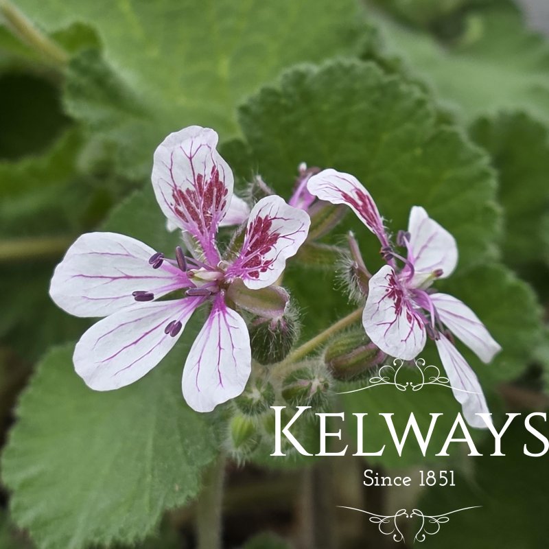 Erodium pelargoniiflorum (9cm pot)