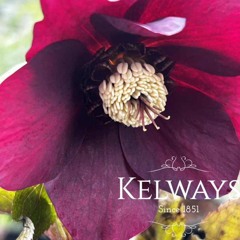 Helleborus x hybridus 'Pretty Ellen Purple'