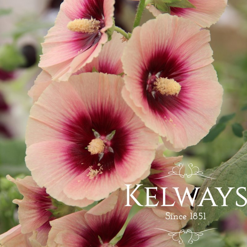 Alcea rosea 'Halo Apricot' (Halo Series)