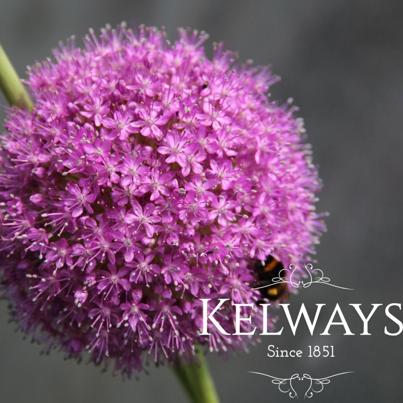 Allium giganteum