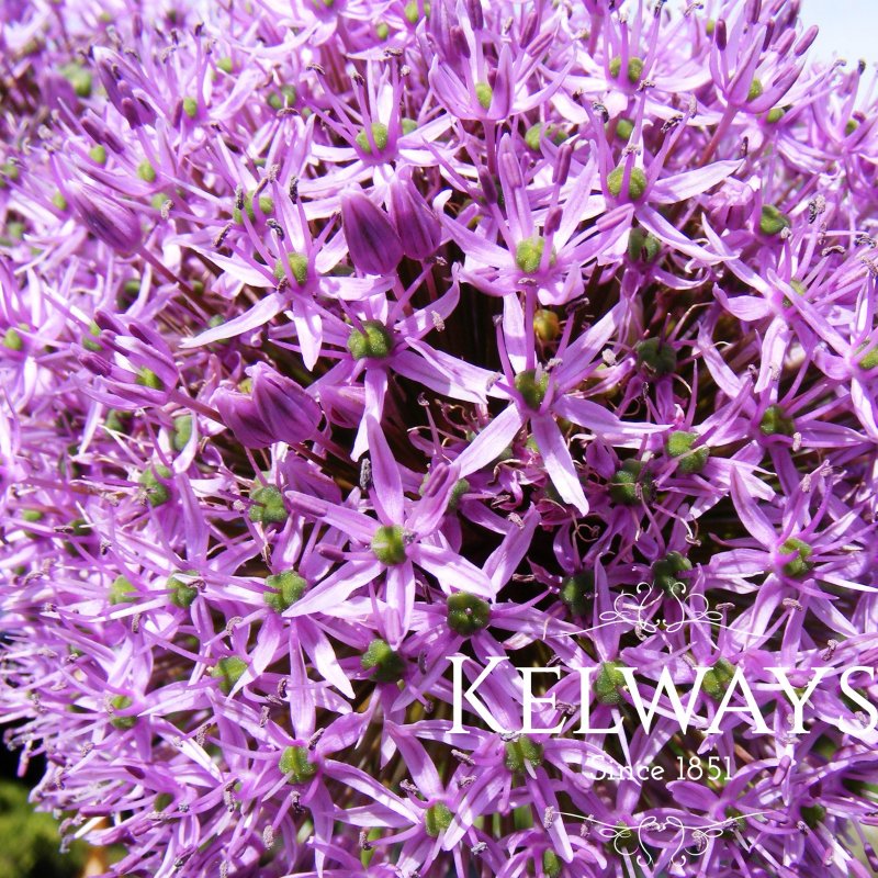 Allium stipitatum 'Mars'
