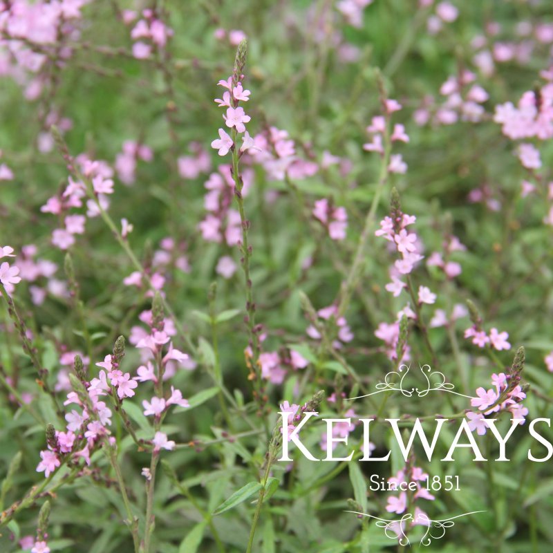 Verbena officinalis 'Bampton'