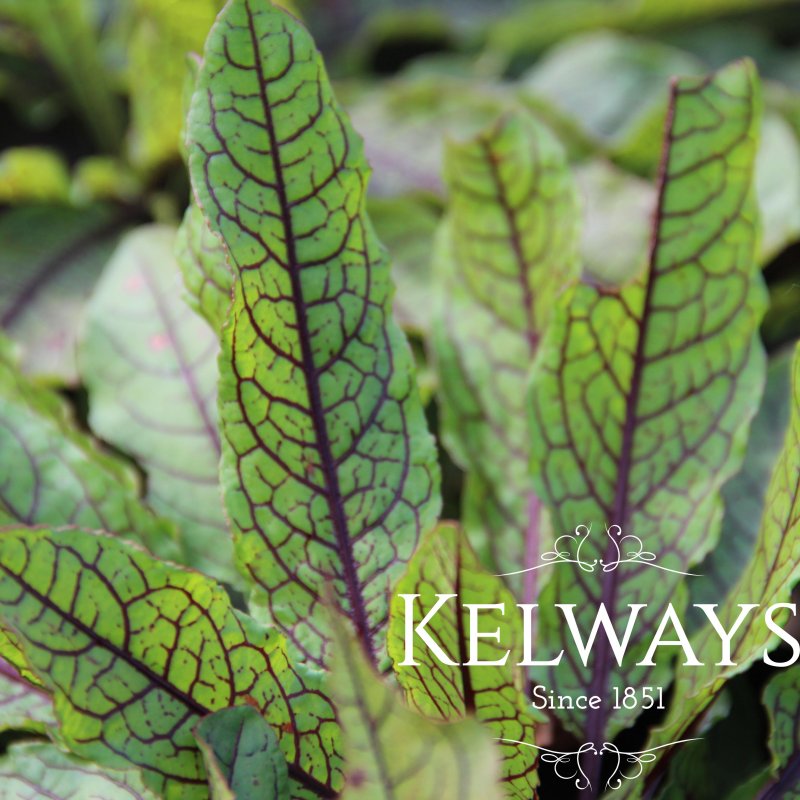 Rumex sanguineus