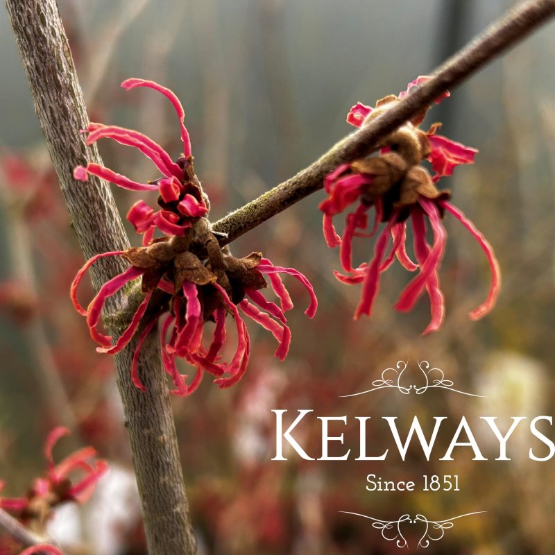 Hamamelis x intermedia 'Ruby Glow' (2 litre pot)