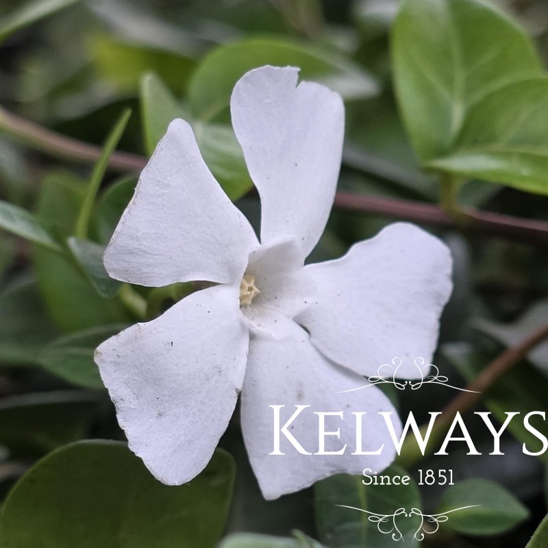 Vinca minor f. alba