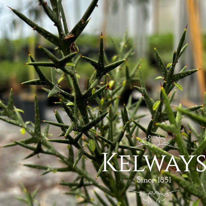 Colletia hystrix