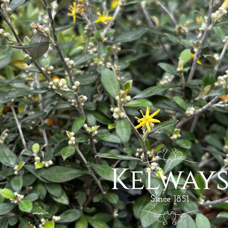 Corokia 'Clover'