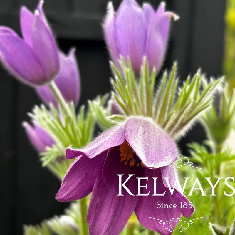 Pulsatilla vulgaris 'Pinwheel Blue Violet Shades' (Pinwheel Series)