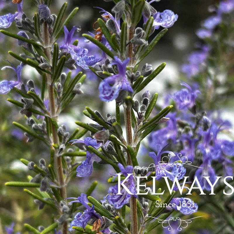 Salvia rosmarinus 'Blue Lagoon' (Ro)