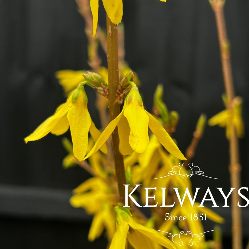 Forsythia x intermedia 'Spectabilis' (3 litre pot)