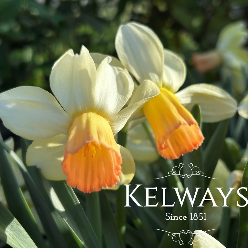 Narcissus 'Carice'