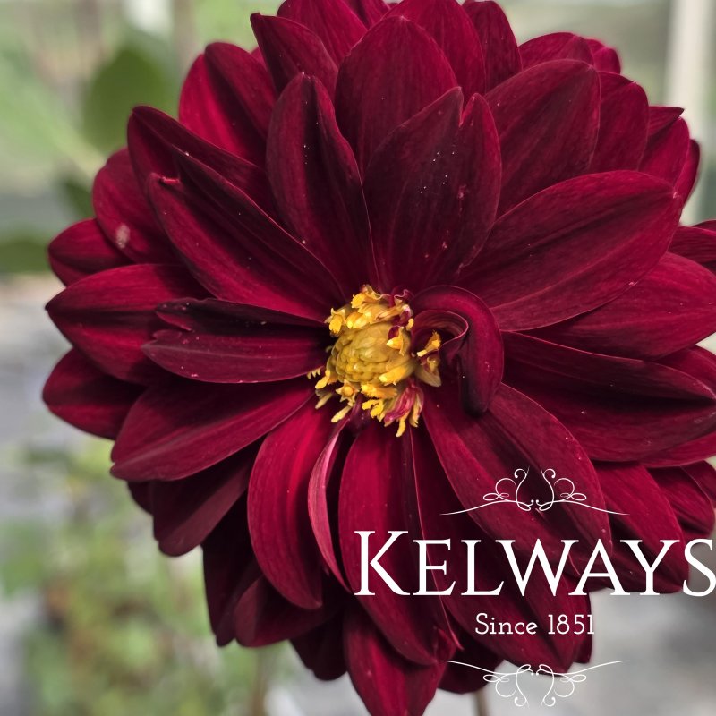 Dahlia 'Arabian Night' (D)