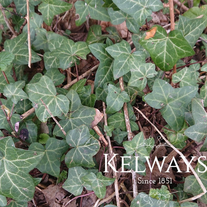 Hedera helix
