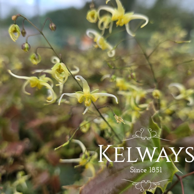 Epimedium 'Spine Tingler' (9cm pot)