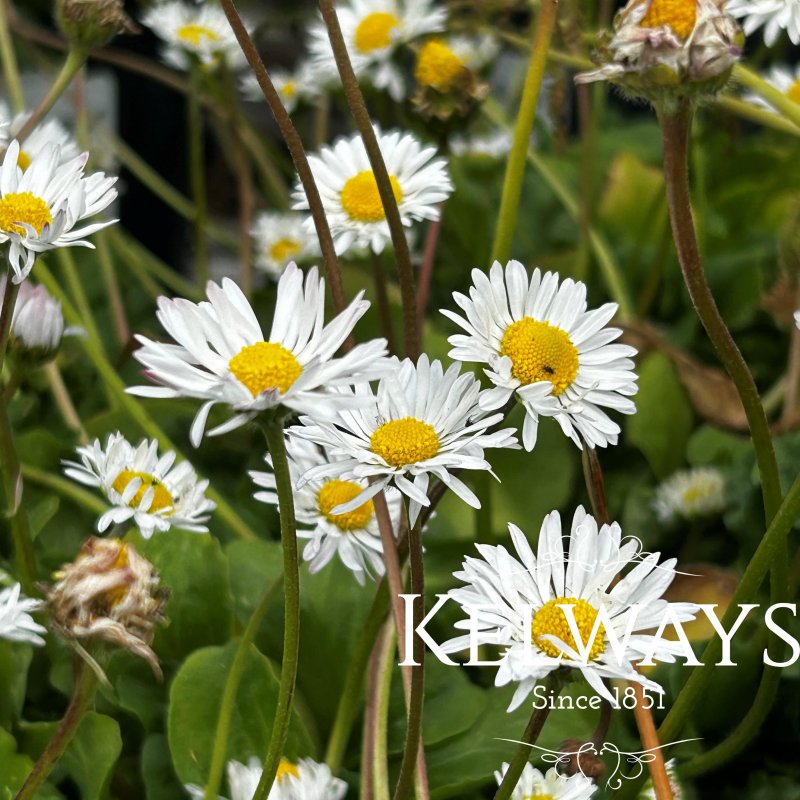 Bellis perennis