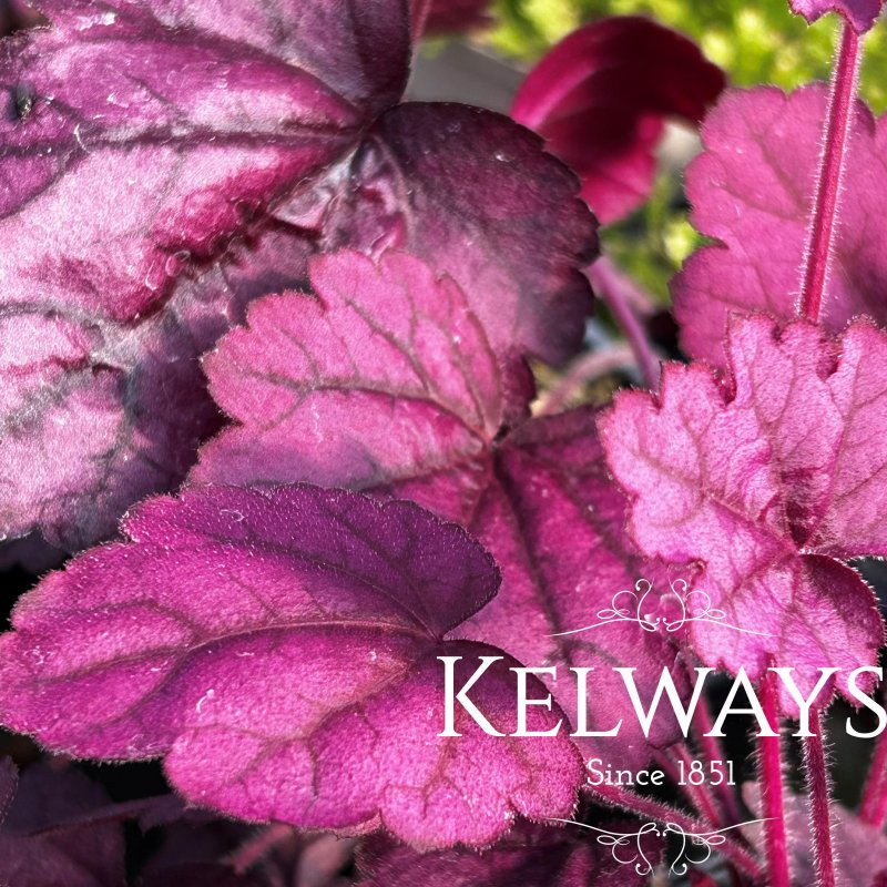 Heuchera 'Wild Rose' PBR (Primo Series)