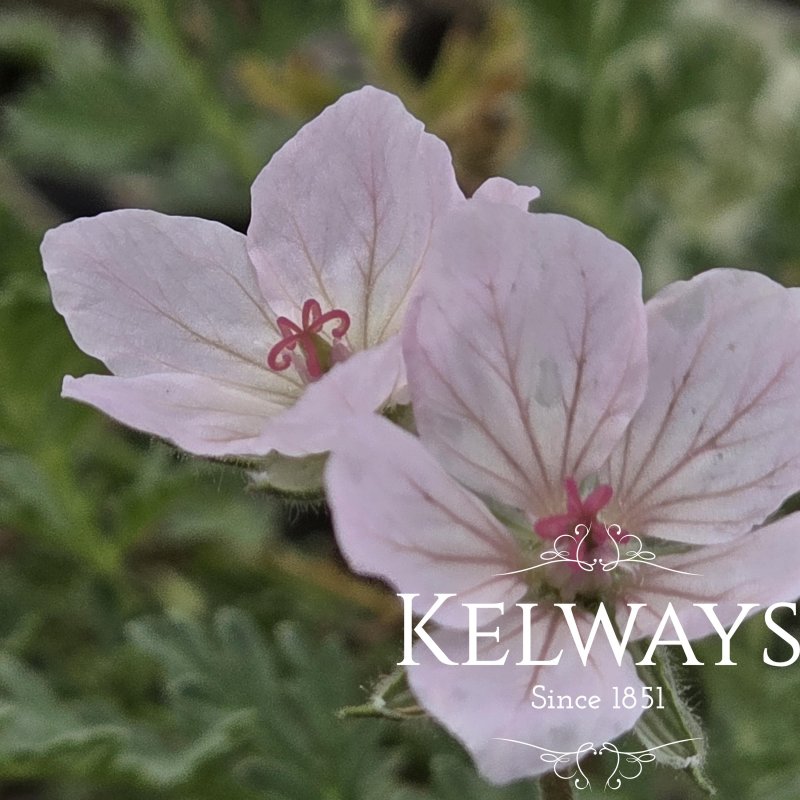 Erodium x lindavicum