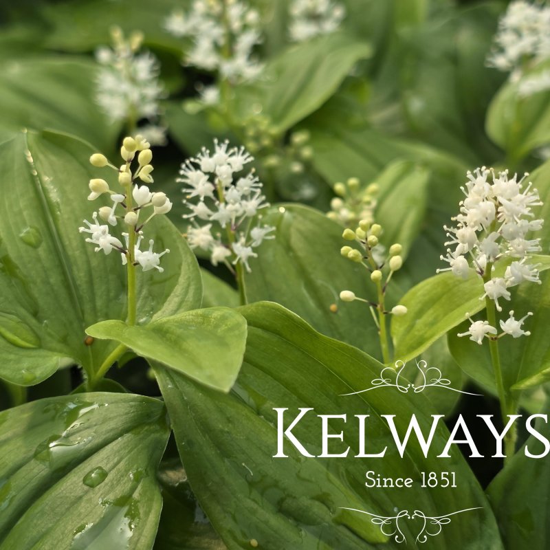 Maianthemum canadense