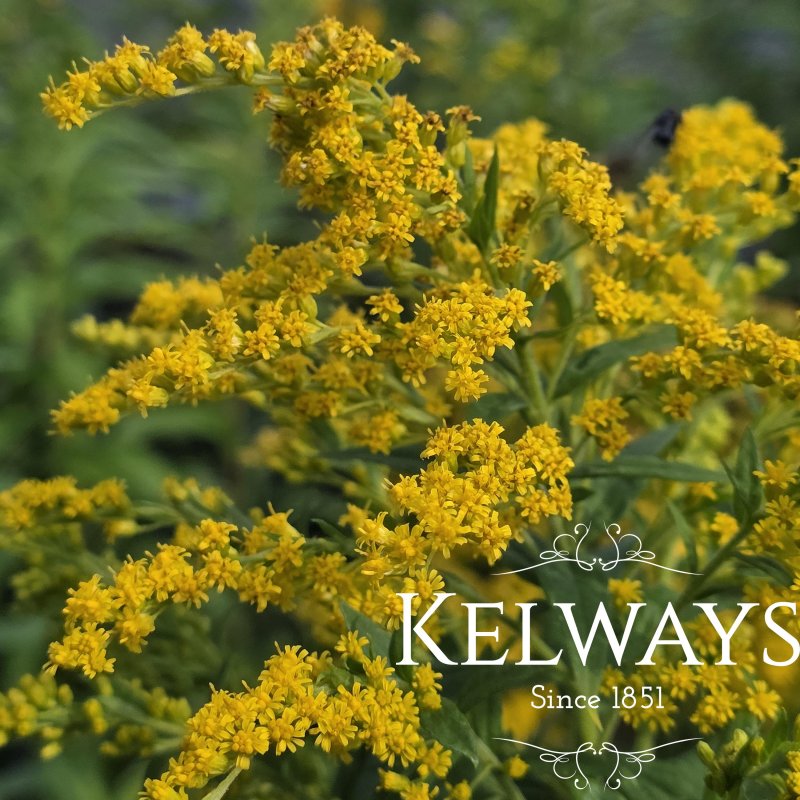 Solidago 'Goldkind'