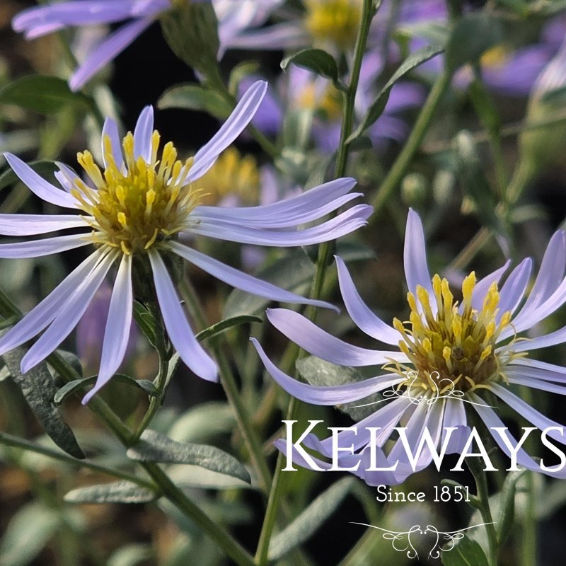 Symphyotrichum turbinellum Lindl. (9cm pot)