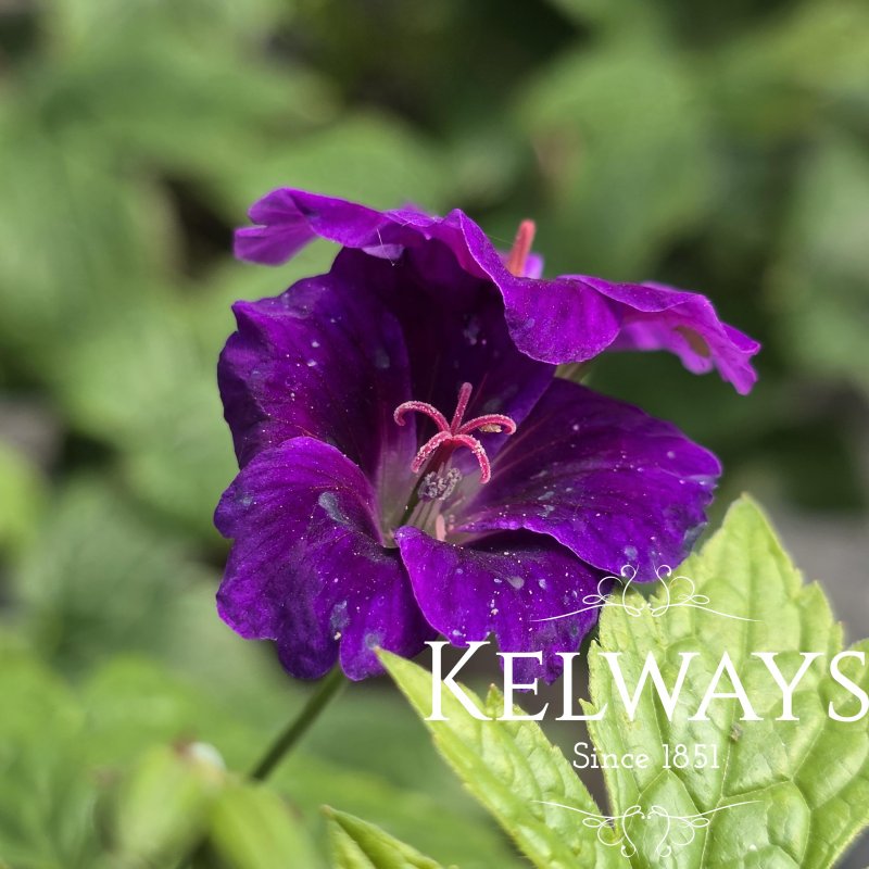 Geranium nodosum 'Fielding's Folly' (2 litre pot)