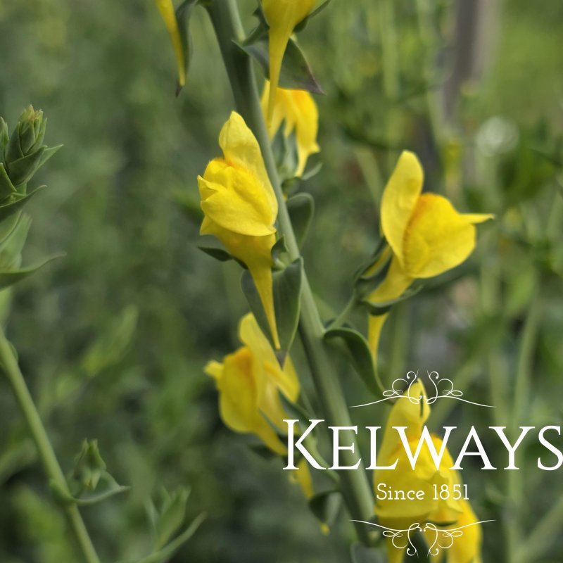 Linaria dalmatica