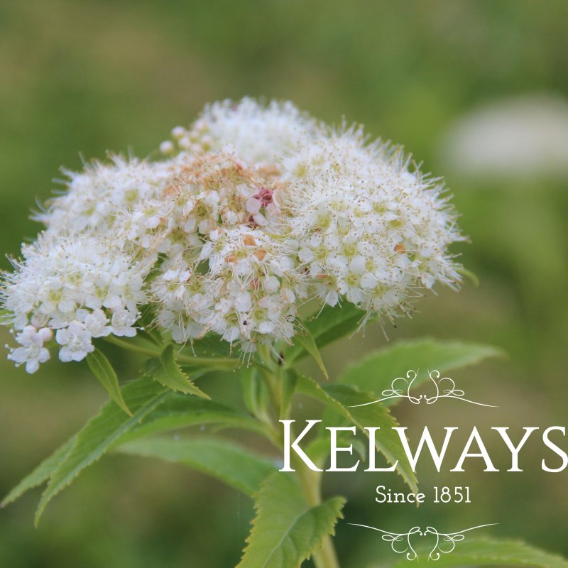 Spiraea japonica 'Shirobana'