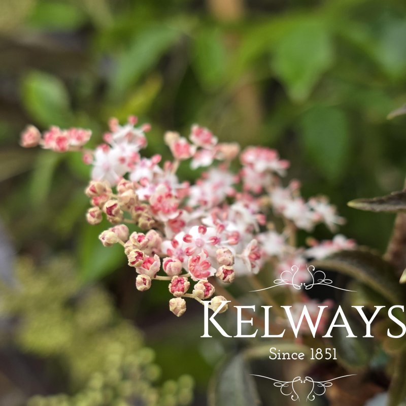 Sambucus nigra