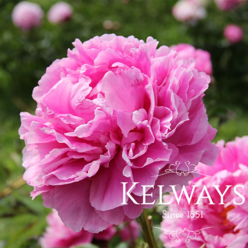 Paeonia lactiflora 'Doctor Alexander Fleming'