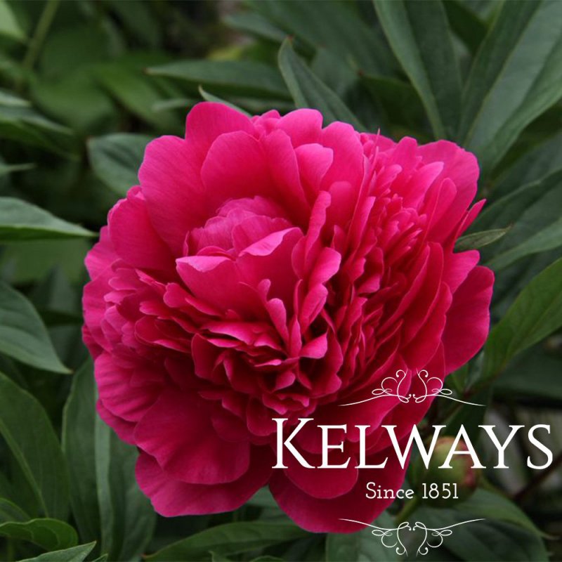 Paeonia lactiflora 'Kansas'
